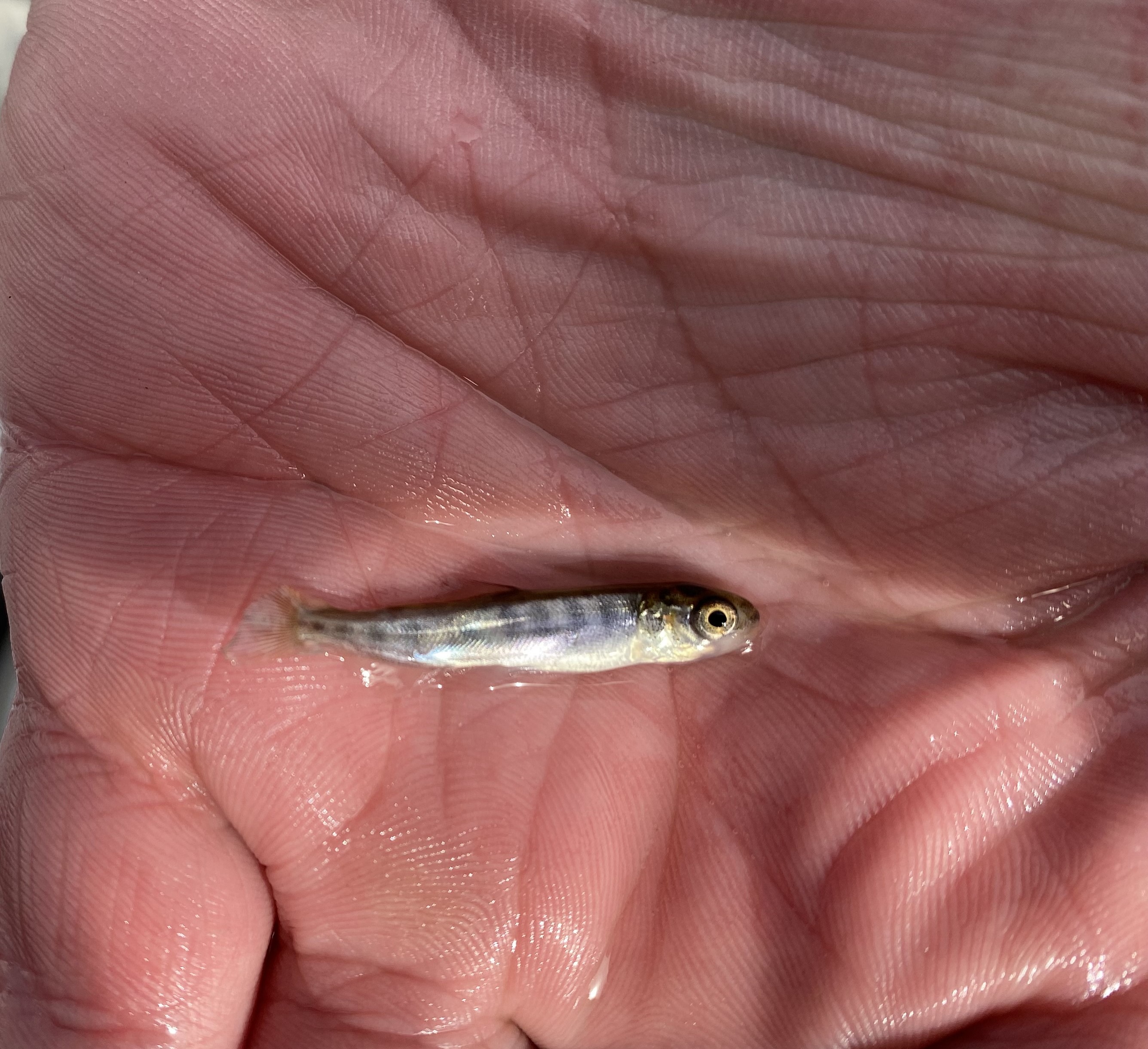 CDFW—Chinook fry (thumbnail)